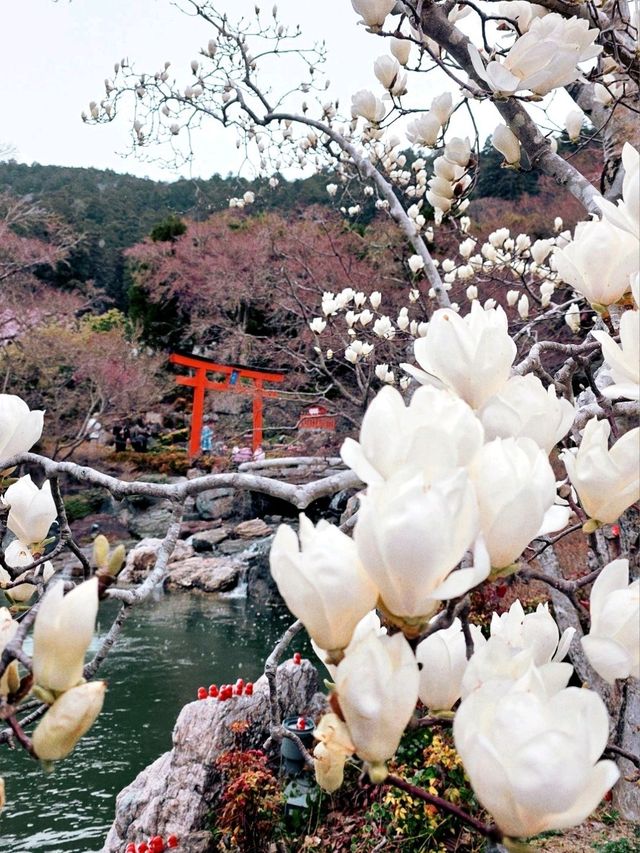 大阪勝尾寺🧧人氣祈福🙏，打卡寺院