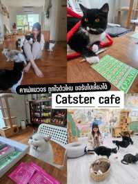 Catster คาเฟ่แมวจร ถูกใจตัวไหน รับกลับได้!!