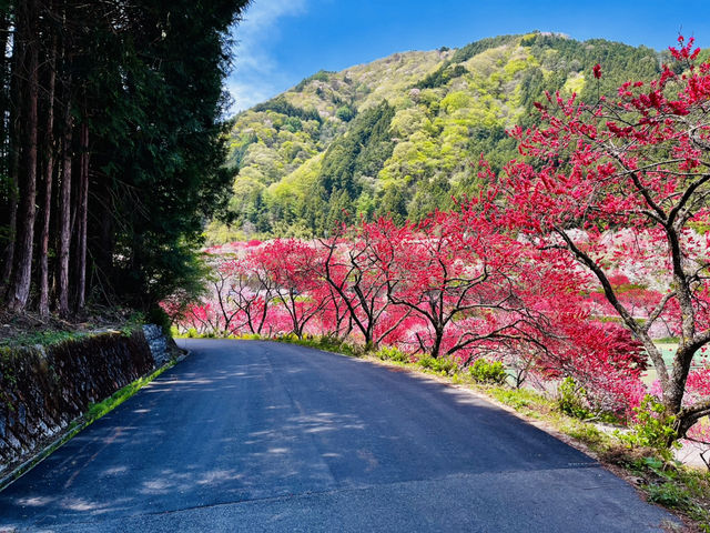 【長野県・花桃の里】まさに桃源郷