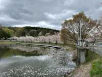 Cherry Blossoms in Aomori City: A Springtime Delight