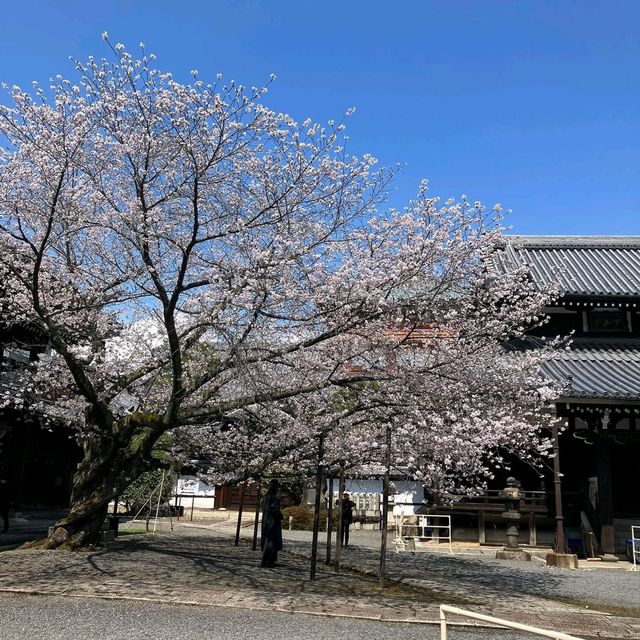 Serenity and Blossoms at Hompō-ji Temple