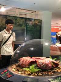 Museum 
