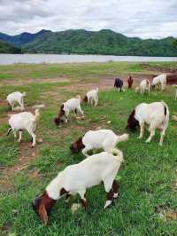 นอนโดมริมน้ำใกล้เขา ใกล้ชิดธรรมชาติที่ลำตะเพิน 