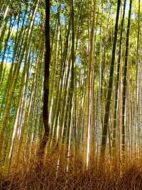 A Hidden Gem in Arashiyama