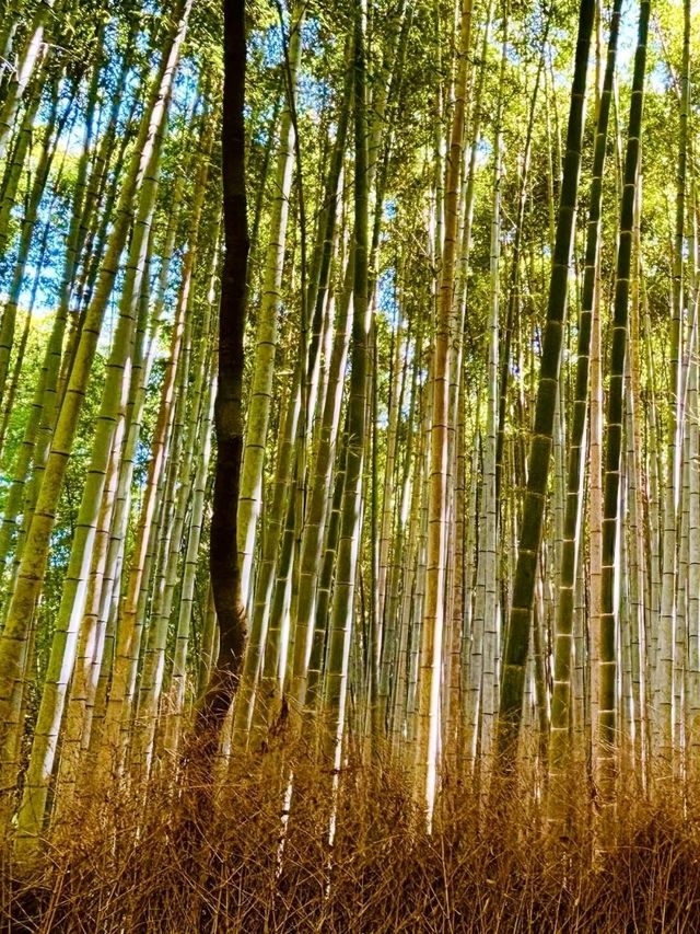 A Hidden Gem in Arashiyama