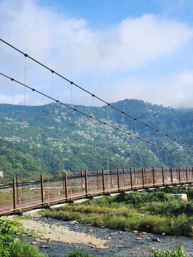 苗栗桐花5月雪初體驗，包車遊玩更舒適，雖然少少貴