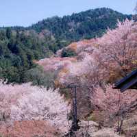 日本賞櫻天花板-白石川堤一目千本櫻