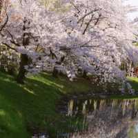 札幌一個公園隨手拍拍就美成這樣