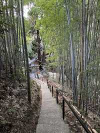 【熊本旅行】竹林に囲まれた知る人ぞ知るパワースポット神社⛩