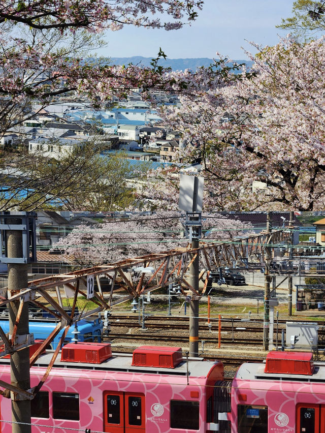 Wakayama | Sunset Castle & Cherry Blossom Lane 🌸