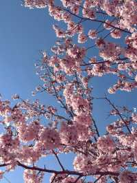 2025五月北海道獨遊追櫻之旅🌸 - 第一彈