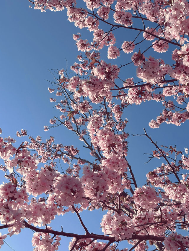 2025五月北海道獨遊追櫻之旅🌸 - 第一彈
