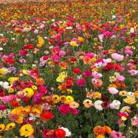 Carlsbad Flower Fields – Carlsbad, CA
