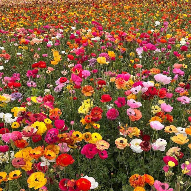Carlsbad Flower Fields – Carlsbad, CA