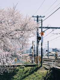 🌸 Spring in Kansai — Finally Became a Cherry Blossom Royalty! 🌸
