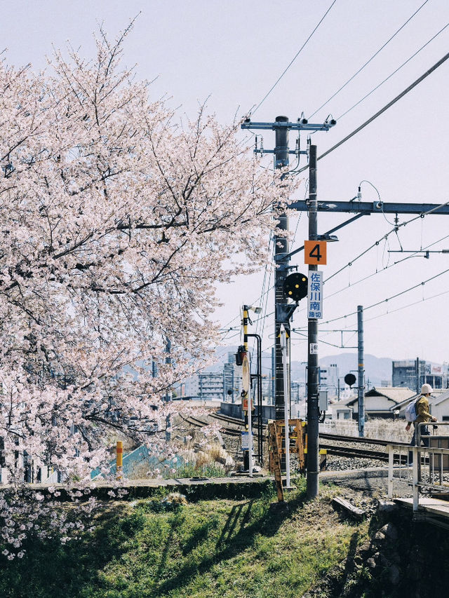🌸 Spring in Kansai — Finally Became a Cherry Blossom Royalty! 🌸