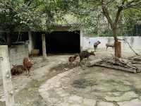 Chengdu Zoo 