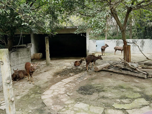 Chengdu Zoo 