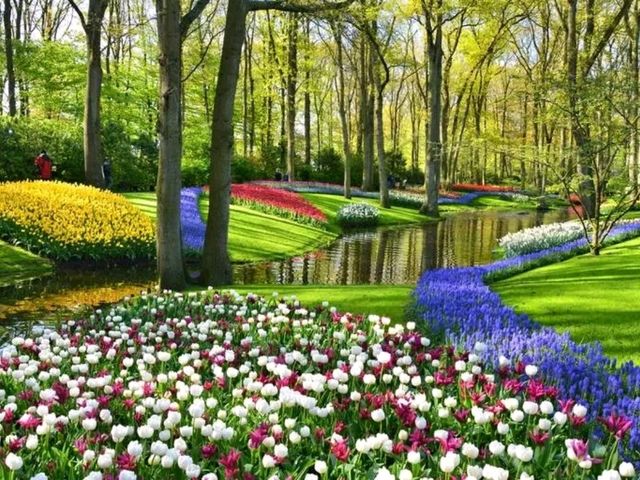 Bollenstreek: Where the Netherlands Blooms in Technicolor