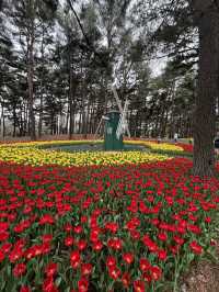 🌸【春日花季攻略】國營常陸海濱公園｜錯過粉蝶花也不怕，鬱金香、櫻花、童話風車一次收服你的鏡頭！