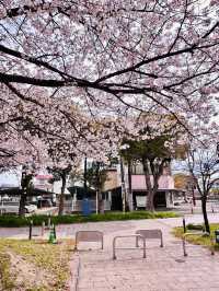 Spring’s Gentle Embrace in the Heart of Saga