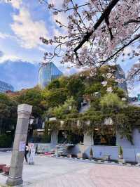 Sakura from Above: A Hidden Spring View at Acros Fukuoka