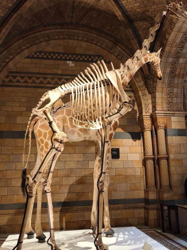 英國自然史博物館🏛人氣恐龍化石，大開眼界（Natural History Museum）