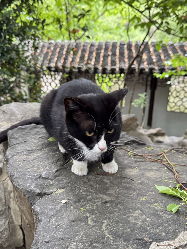A place so peaceful even the cats seem to meditate — Xiyuan Temple