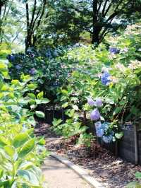💜繡球花💙大阪長居公園
