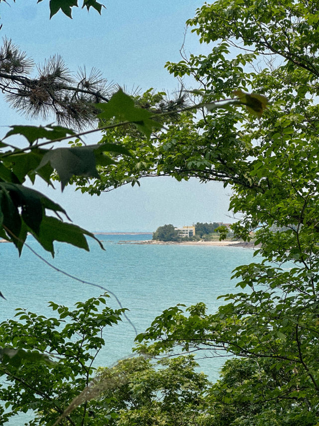 이번 주말 가야 할 동화감성 샤스타데이지 명소🌼