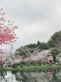 Sakura Reflections at Ogi Park’s Tranquil Lake