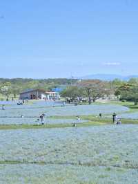 春のカラフルピクニックを満喫しよう🌸🌊🌼※ 観光攻略情報付き