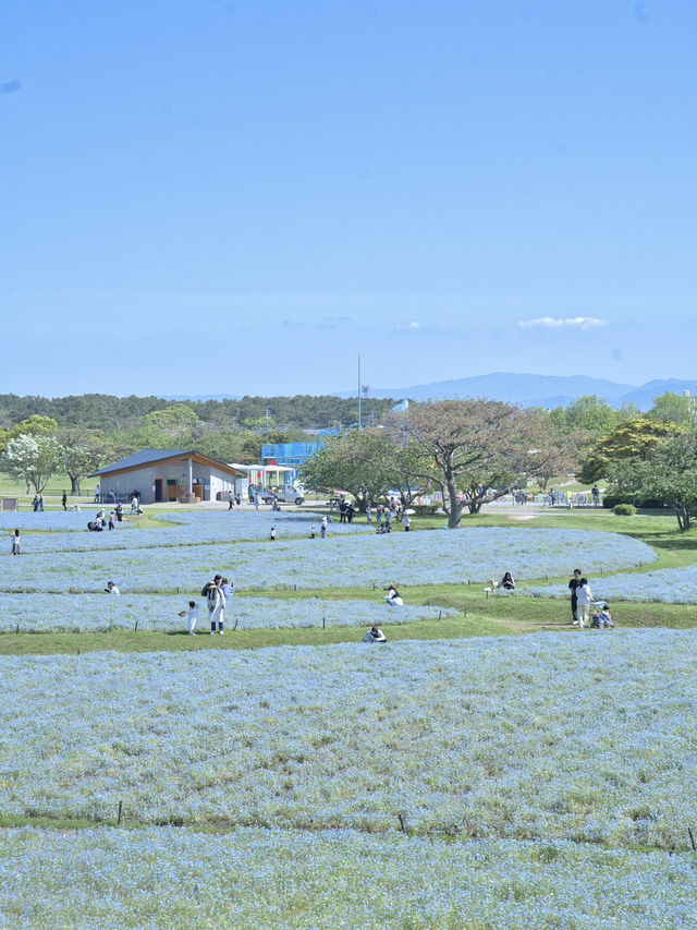 春のカラフルピクニックを満喫しよう🌸🌊🌼※ 観光攻略情報付き