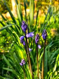 Pastels by the Lake – Spring at Platt Fields Park