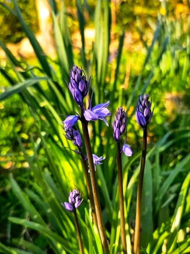 Pastels by the Lake – Spring at Platt Fields Park