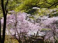 花の御寺 総本山 長谷寺 