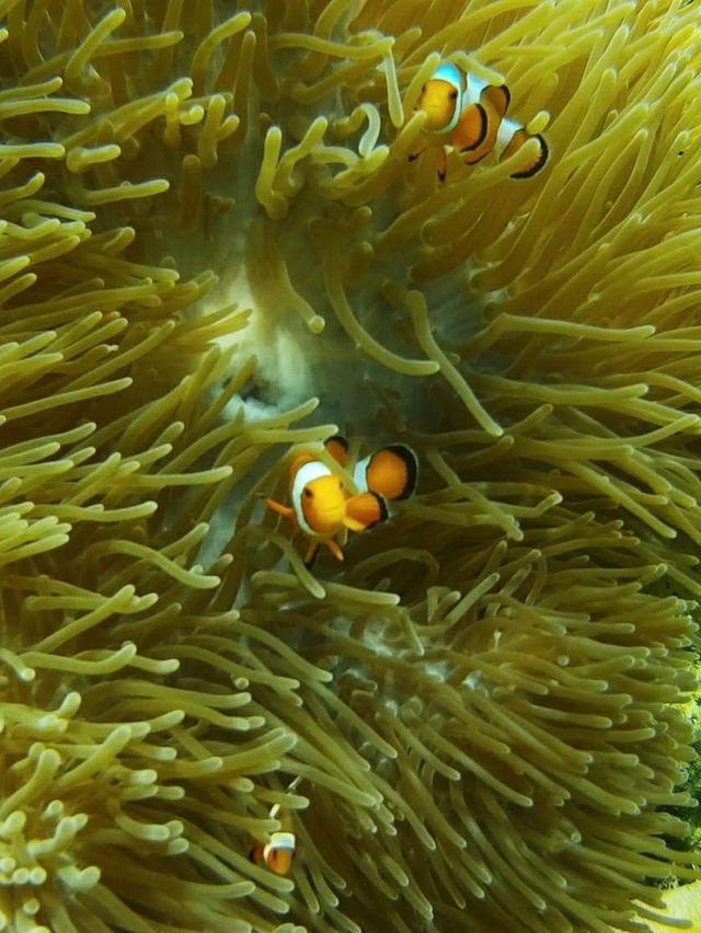 静けさと青の世界へ、シミランで心のリセットを。🌊🌿✨