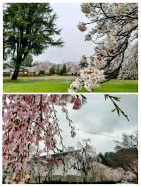 桜の名勝🌸角館