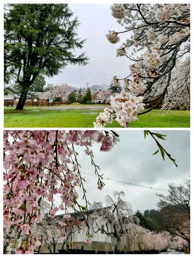 桜の名勝🌸角館