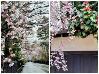 桜の名勝🌸角館