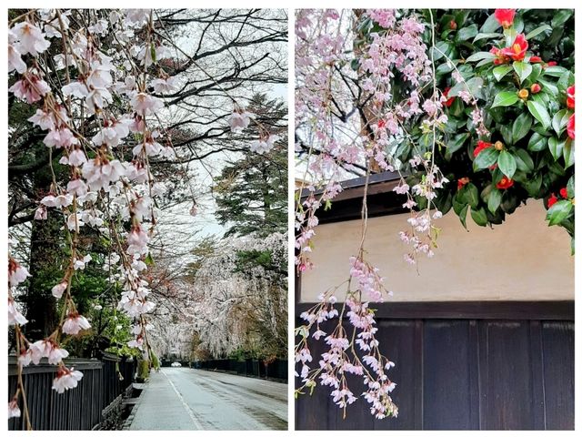 桜の名勝🌸角館