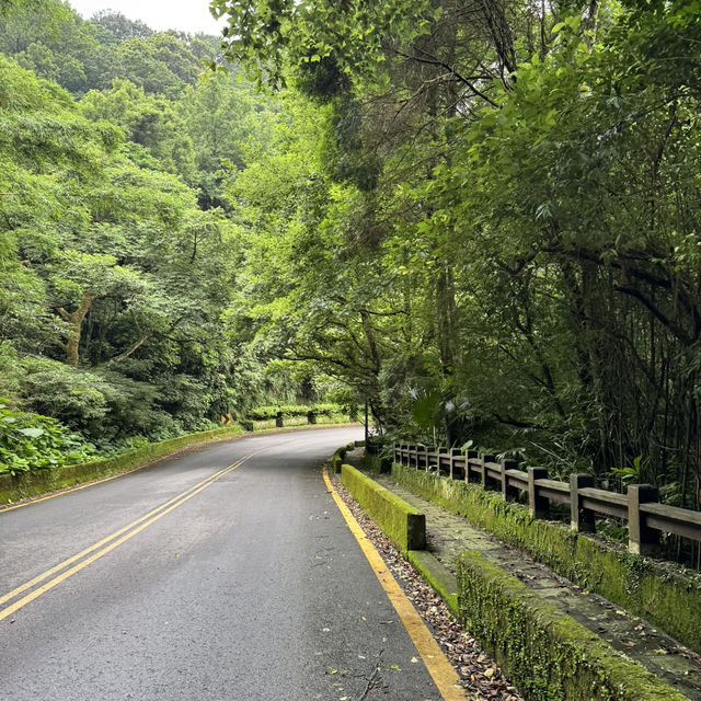 陽明山山豬湖山走走