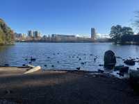 A Lovely View of Lake Ginnindera and Belconnen