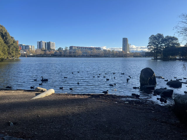 A Lovely View of Lake Ginnindera and Belconnen