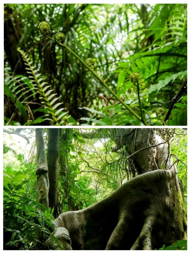 The Untouched Nature of Iriomote Island