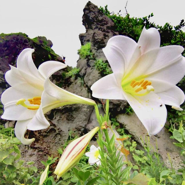 基隆嶼登島看花看海去！