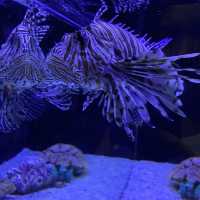 Aquarium Phuket 