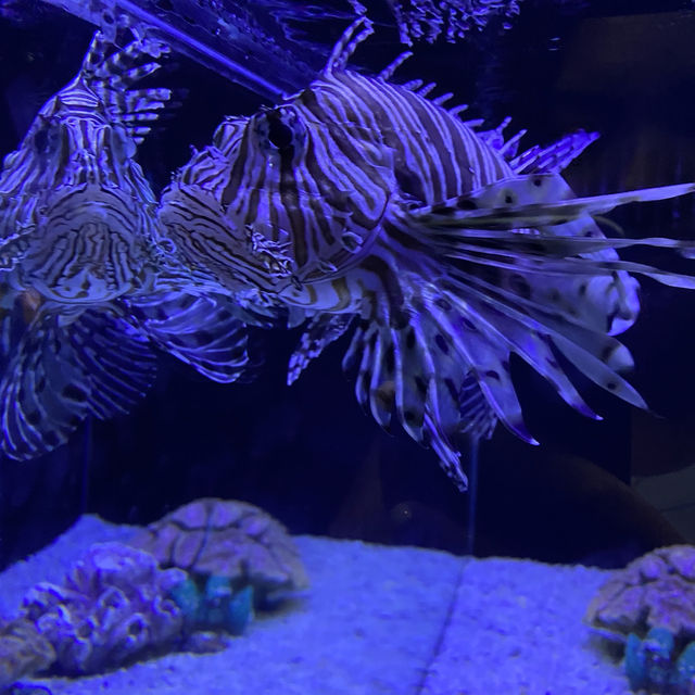 Aquarium Phuket 