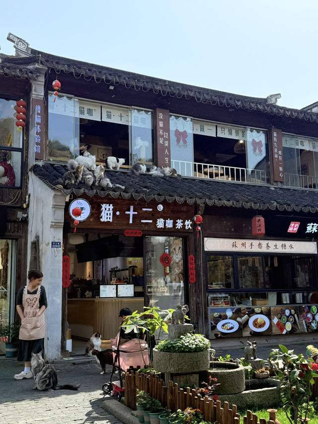蘇州｜平江路「貓十二」貓咖天堂❤️