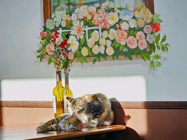 Catfe' คาเฟ่แมวบุรีรัมย์